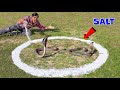 Cobra Snake In Salt Circle क्या कोबरा सांप नमक के घेरे �