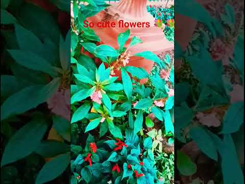 so cute flowers 🌸🌸🌸🌸🌸🌸🌸🌸🌸🌹 #song #hindisong #bollywood #hindi #music #love #for #dance #viralhojaye