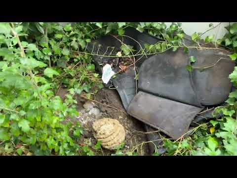 Old Mats in the Yard Hides In-Ground Yellow...