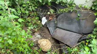 Watch video: Old Mats in the Yard Hides In-Ground Yellow Jackets Nest in Little Silver, NJ