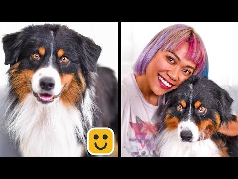 DIY проекти за хора с домашни любимци