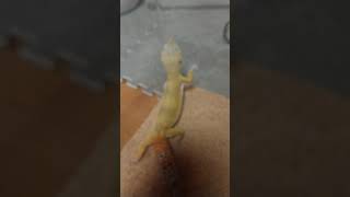 【怪獣】3回目でやっと乗ってくれる。