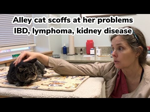 How to treat an elderly kitty with intestinal IBD, lymphoma and kidney disease. Hint: Go holistic