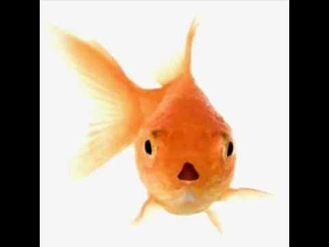 Funny Talking Goldfish