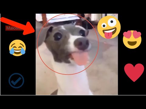 Süße und Lustige Tiere 😜 Lustige Tiere zum Totlachen 😂!