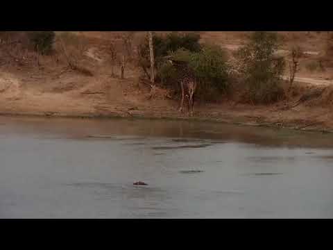 Djuma: Hippo playing with stick and dark colored Giraffe feeding - 18:03 - 09/15/21