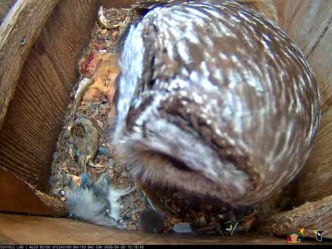 Owlets Nibble On Snake Delivered To Barred Owl Nest Box – April 20, 2020