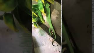 Veiled Chameleon Reptiles Videos