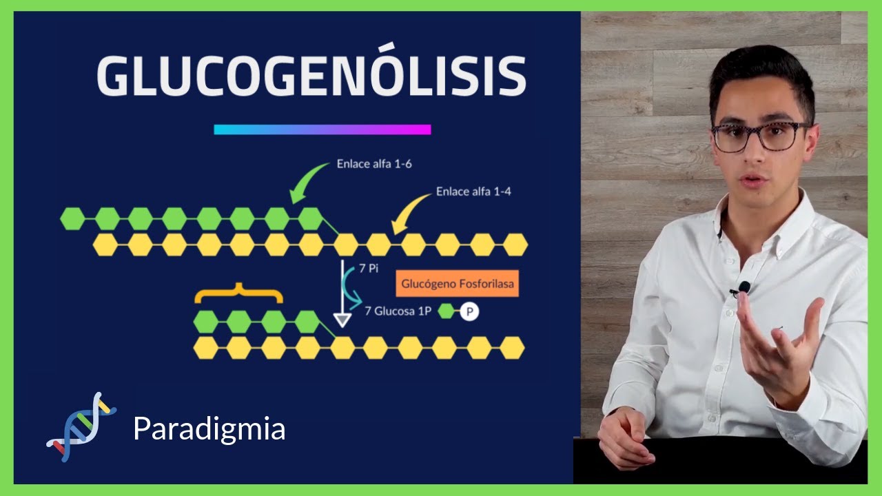 Respiracion Celular ⚡️ GLUCOGENOLISIS PASO a PASO 🧪BIOQUIMICA🧪 #007