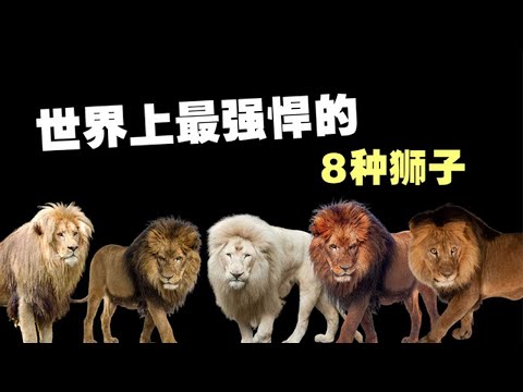 , title : '世界上最強悍的8種獅子，老虎幹得不過所有獅子，最後一種分分鐘秒殺老虎【黑土日記】'