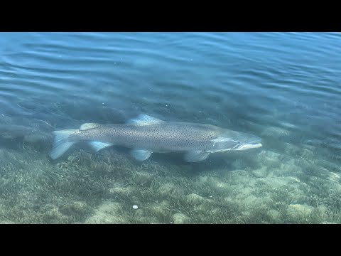 Store ørreder på flue i New Zealand