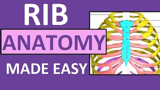 Rib Anatomy - True Ribs