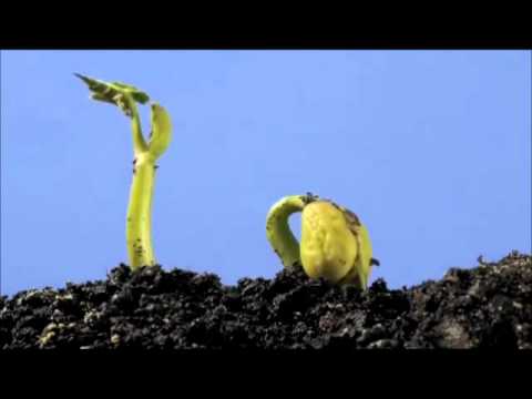 haricot croissance