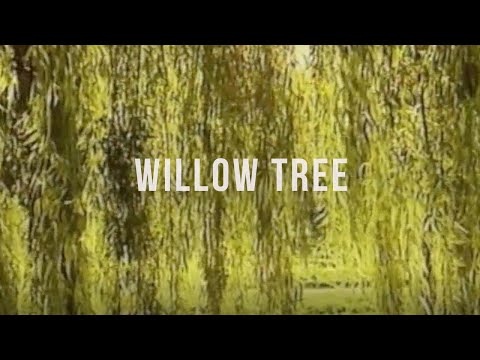 Willow Tree - Not Drowning, Waving
