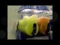 SlushCo Slush Machine & Slush Syrup Demo