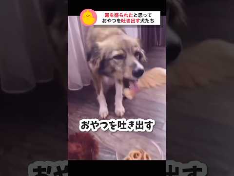 毒を盛られた犬、どうする?