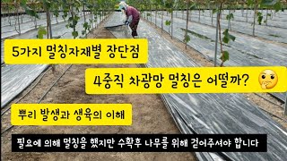 지금 샤인머스켓 포도밭 바닥멀칭 어떻게 하셨어요? 