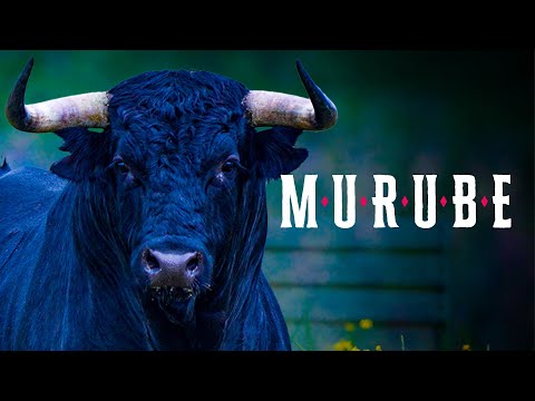 GANADERIA MURUBE | Encanto y Belleza en la Cobatilla