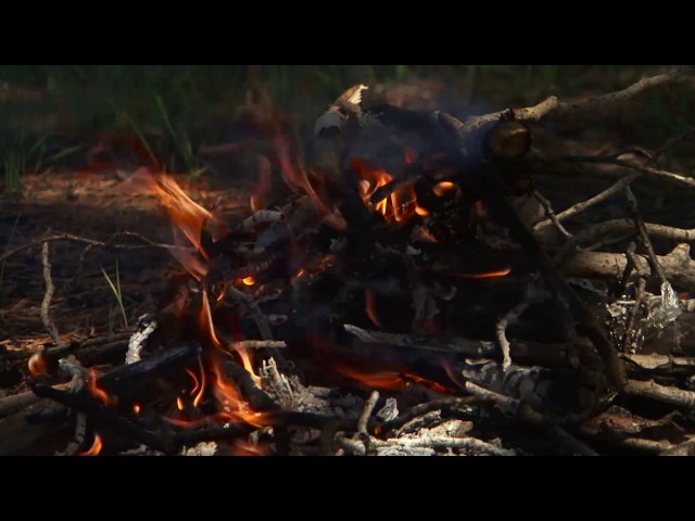 В лесах снова можно отдыхать