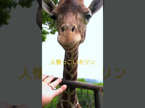 キリンはどこに住んでいますか?