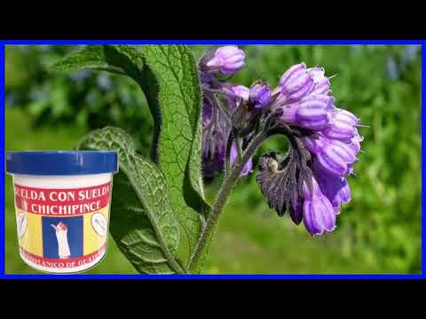 Suelda con Suelda Planta Medicinal Para que Sirve   Phthirusa Adunca