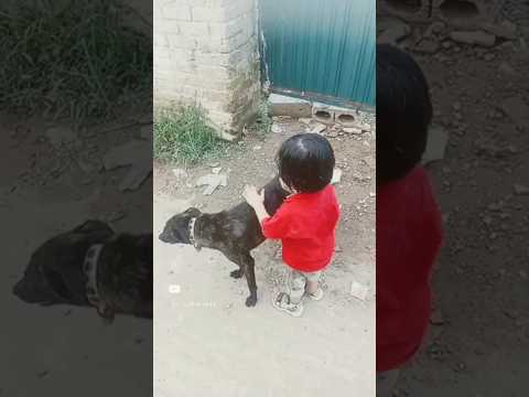 dog funny 😯#cutebaby #youtubeshort #dog#ytshorts #cute
