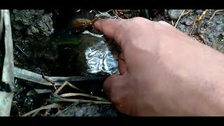 Download lagu Rejeki Nomplok || Panen belut dan serangan prajurit nyamuk mp3
