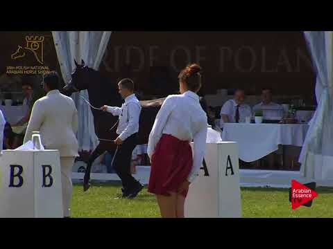 N.61 PARMANIA - 2017 Pride Of Poland - 4/6 Years Old Mares (Class 7A)