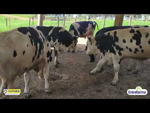 2 anos de Parceria no Projeto Salve Bezerro Macho Leiteiro - Fazenda Lagoa Grande e Rações Futura