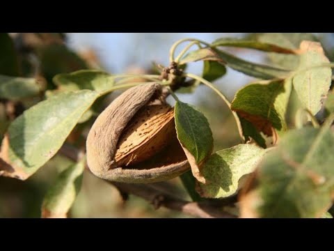Drip Irrigation System California