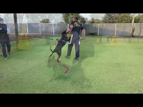 Dobermann Caesar Schutzdienst Training