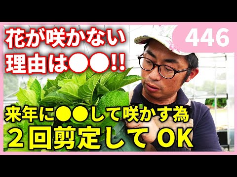  2月のアジサイの剪定：豪華な花を咲かせるには？  庭園