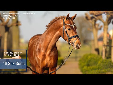 Special Auction Reesink Horses  Lot 16 Silk Sonic Hengst v. Secret - Stedinger