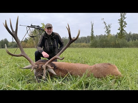 Krönender Abschluss - Erlegung zweier Hirsche am letzten Tag