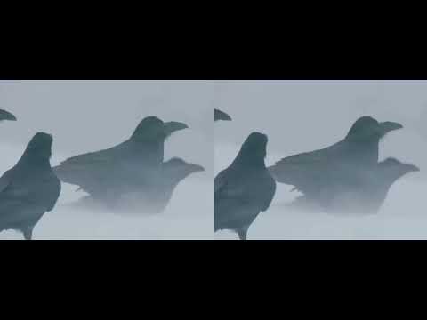 Tam Dao, ascolta il silenzio (Feat. Luca Urbani)