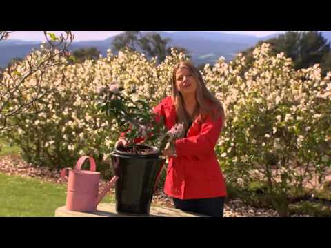 The Garden Gurus - Daphne Perfume Princess