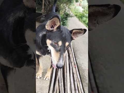 "Big Dawgs" #shorts Dog Version