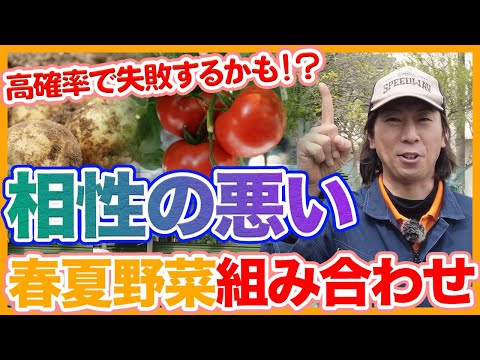 トマトの隣にどの花を植えますか?良い植物の組み合わせ  庭園