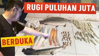 BERDUKA DAN KESEDIHAN YANG MENDALAM !!! INDUSTRI HOBI IKAN PREDATOR TIDAK BAIK BAIK SAJA