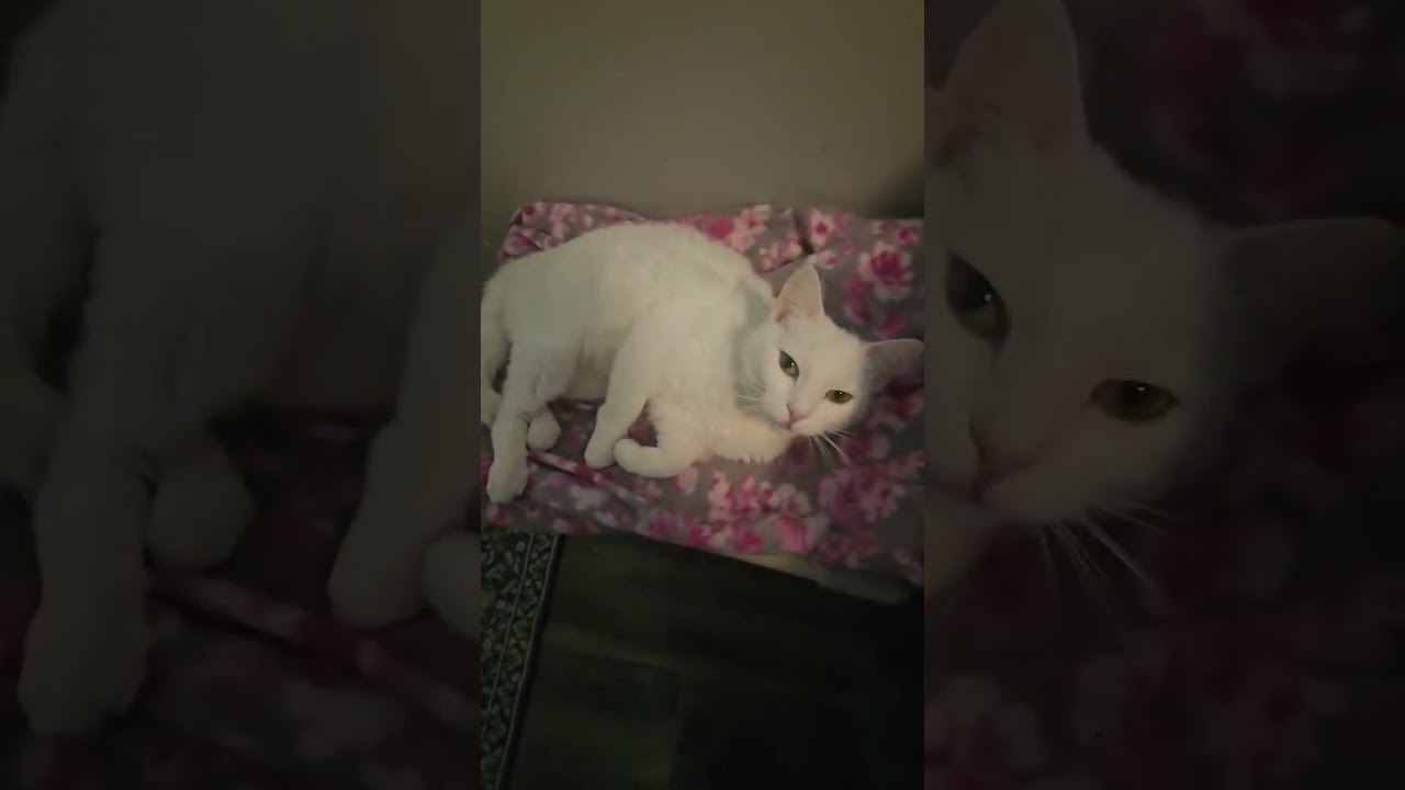 Enlarge Sophie (Beautiful LapCat), a ADOPTABLE Domestic Short Hair in Rochester, NY video 3/6