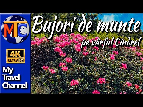 Bujori de munte pe Varful Cindrel