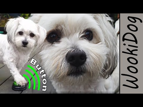 Are Malshis smart? Are Malshis easy to train? [Maltese Shih Tzu mix]
