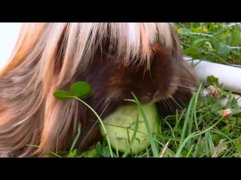 24.08.2013 Im Außengehege