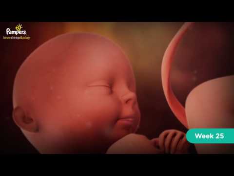 Weeks 21 to 25 - It Makes Sense! | Pampers Pregnancy Series