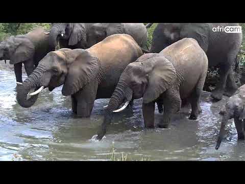 Large Elephant Breeding Herd at Rosie's Pan.