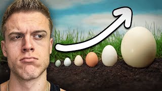 The Biggest And Smallest Eggs In The World