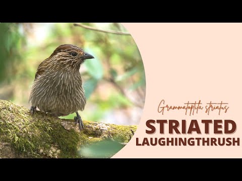 Timáliovec čiarkový (Grammatoptila striata) — spev a hlas v prírode