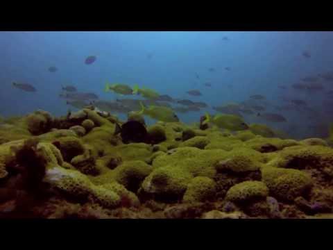 Diving Hammerhead Reef and Barracuda Reef Fort Lauderdale