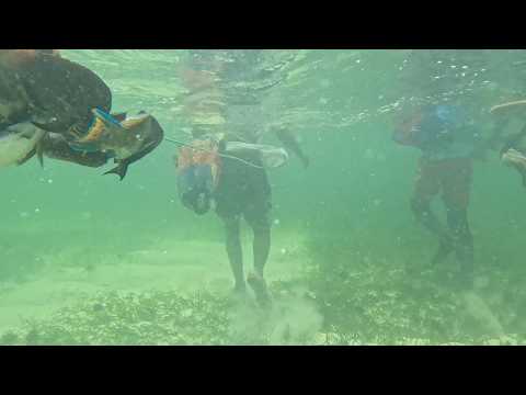 Beyond the Reef's Edge — still