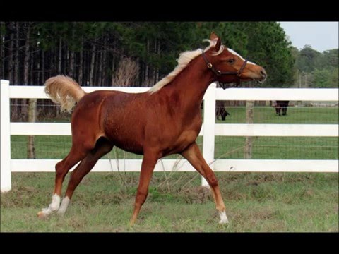 Arabian yearling filly, Gold Barz 20 March 2016